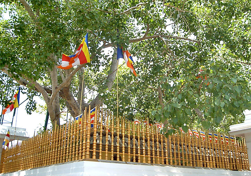 Jaya Sri maha Bodhi