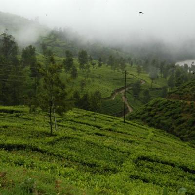 Nuwara Eliya